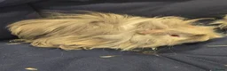 Guinea Pig rodents for sale: 2 Bonded Male Long Haired Guinea Pigsa - Advert 2
