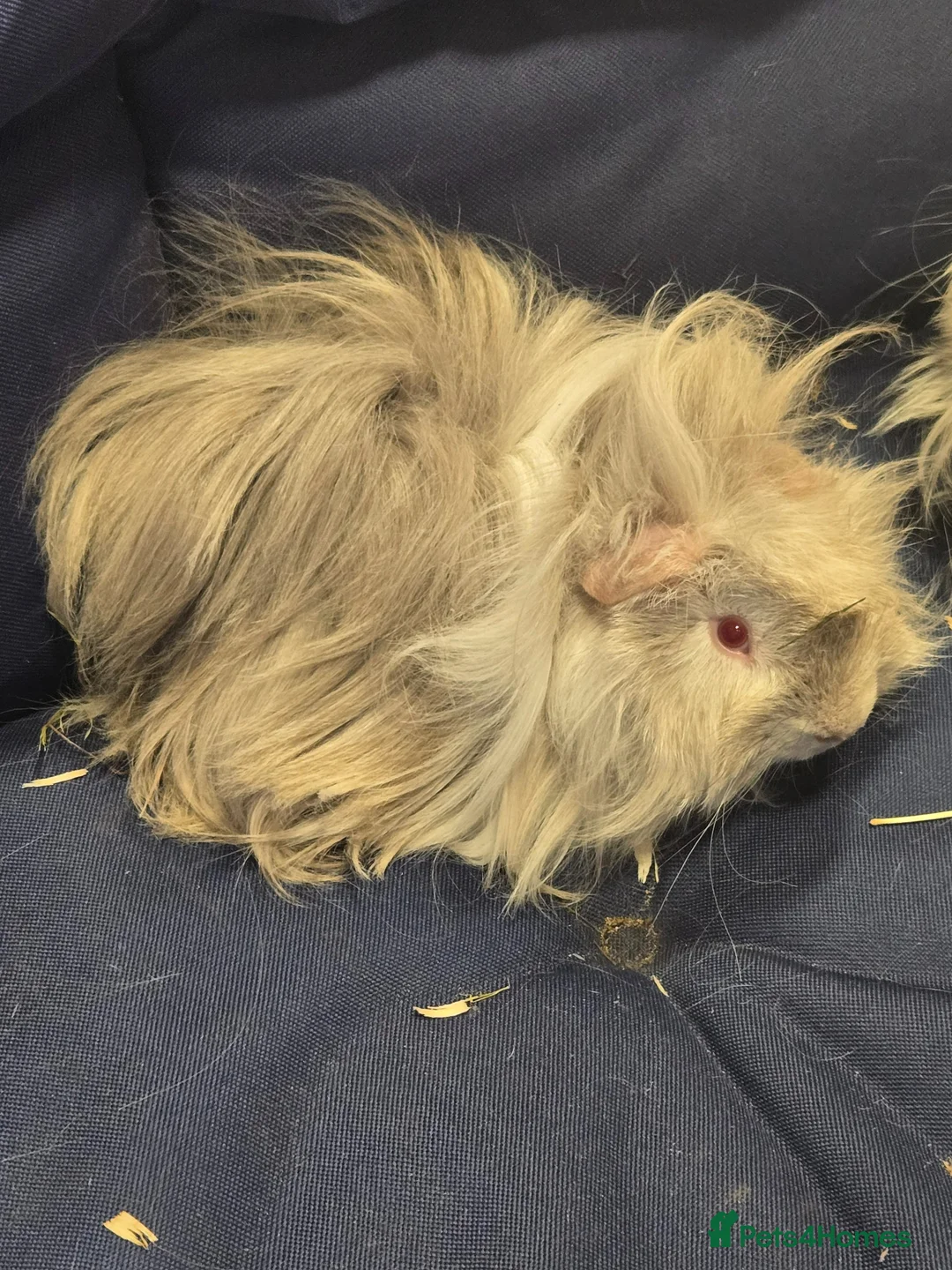 Guinea Pig rodents for sale: 2 Bonded Male Long Haired Guinea Pigsa - Advert 2