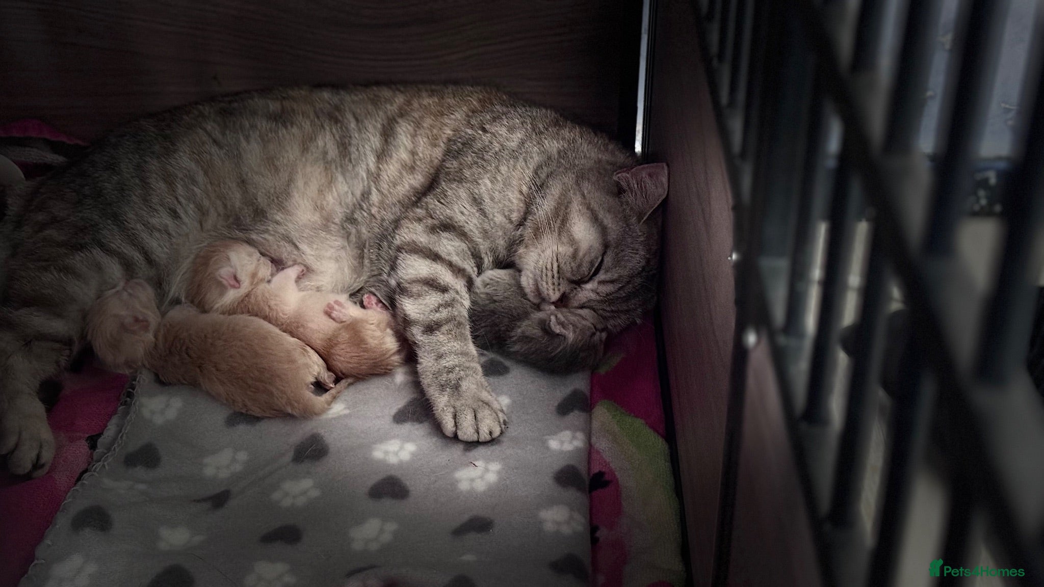 Scottish Fold cats Scottish straight kittens❤️ - Advert 2
