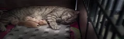 Scottish Fold cats for sale: Scottish straight kittens❤️ - Advert 1