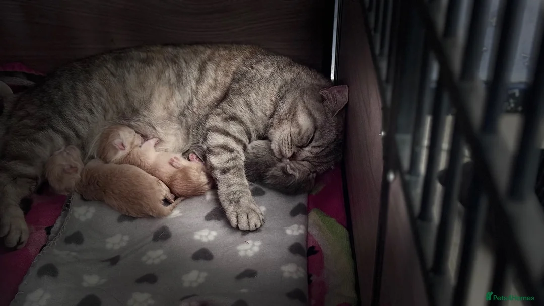 Scottish Fold cats for sale: Scottish straight kittens❤️ - Advert 1