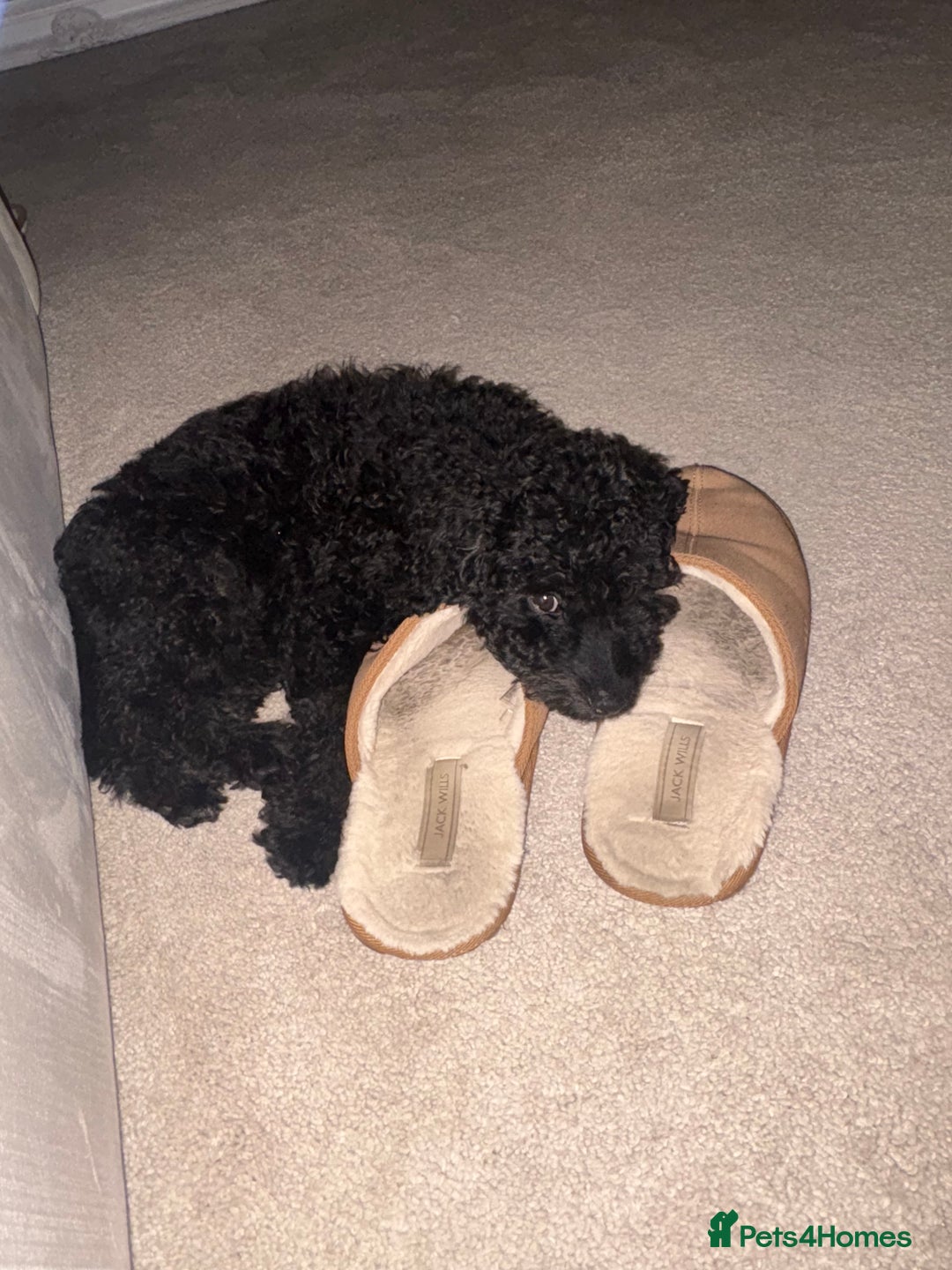 Cockapoo dogs for sale: Bonnie - Advert 7