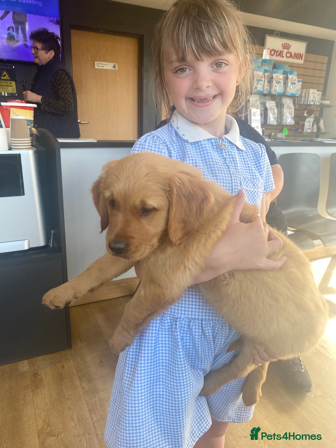 Golden Retriever dogs for sale: Kc pedigree golden retrievers (fox red  in Malton - Image 12