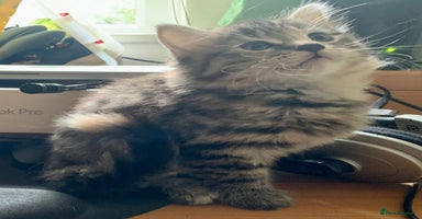 Mixed Breed cats - Advert 17