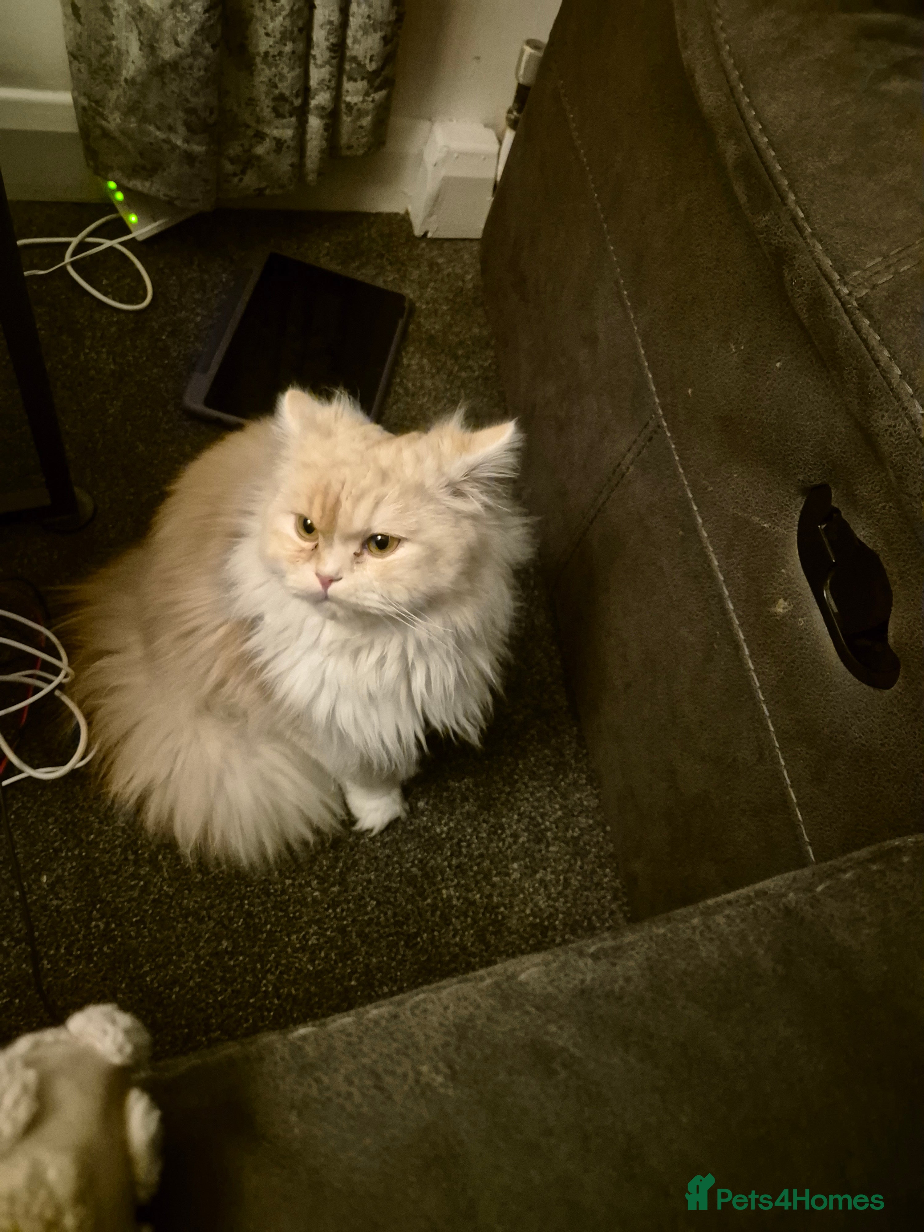 Persian cats Doll face persian  - Advert 15