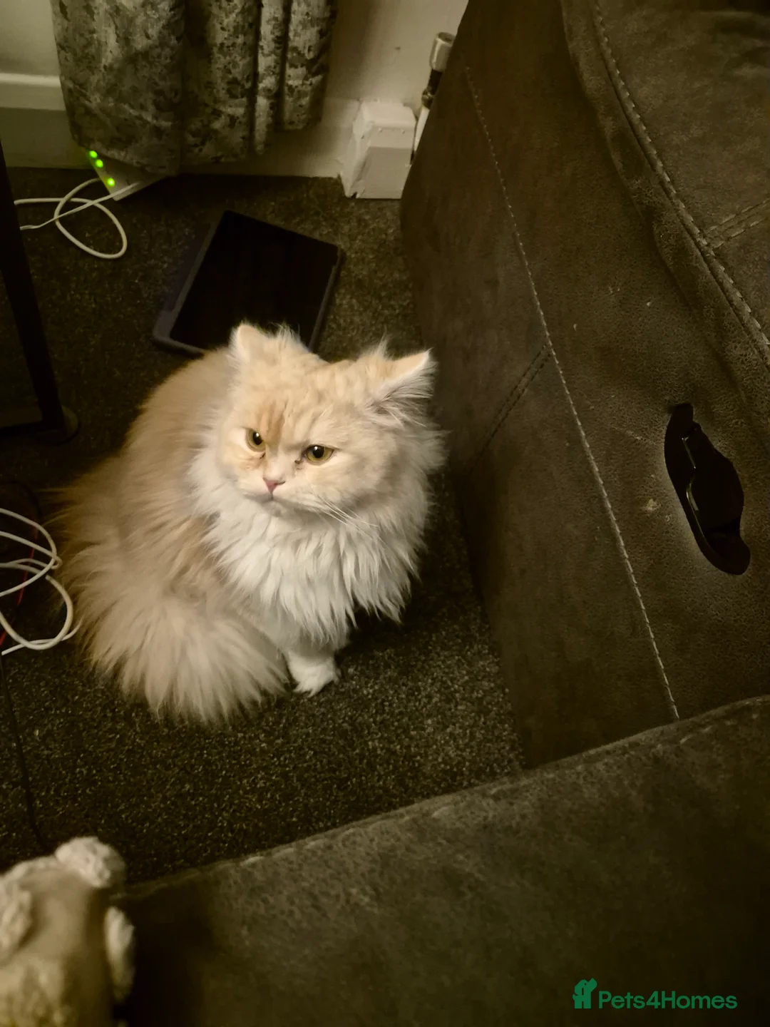 Persian cats for sale: Doll face persian  - Advert 1