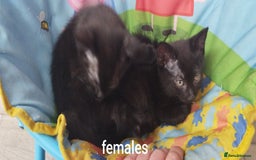 British Shorthair cats for sale: Kittens search new homes  - Image 1