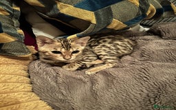 Bengal cats for sale: Beautiful Male TICA registered Bengal Kitten - Image 3