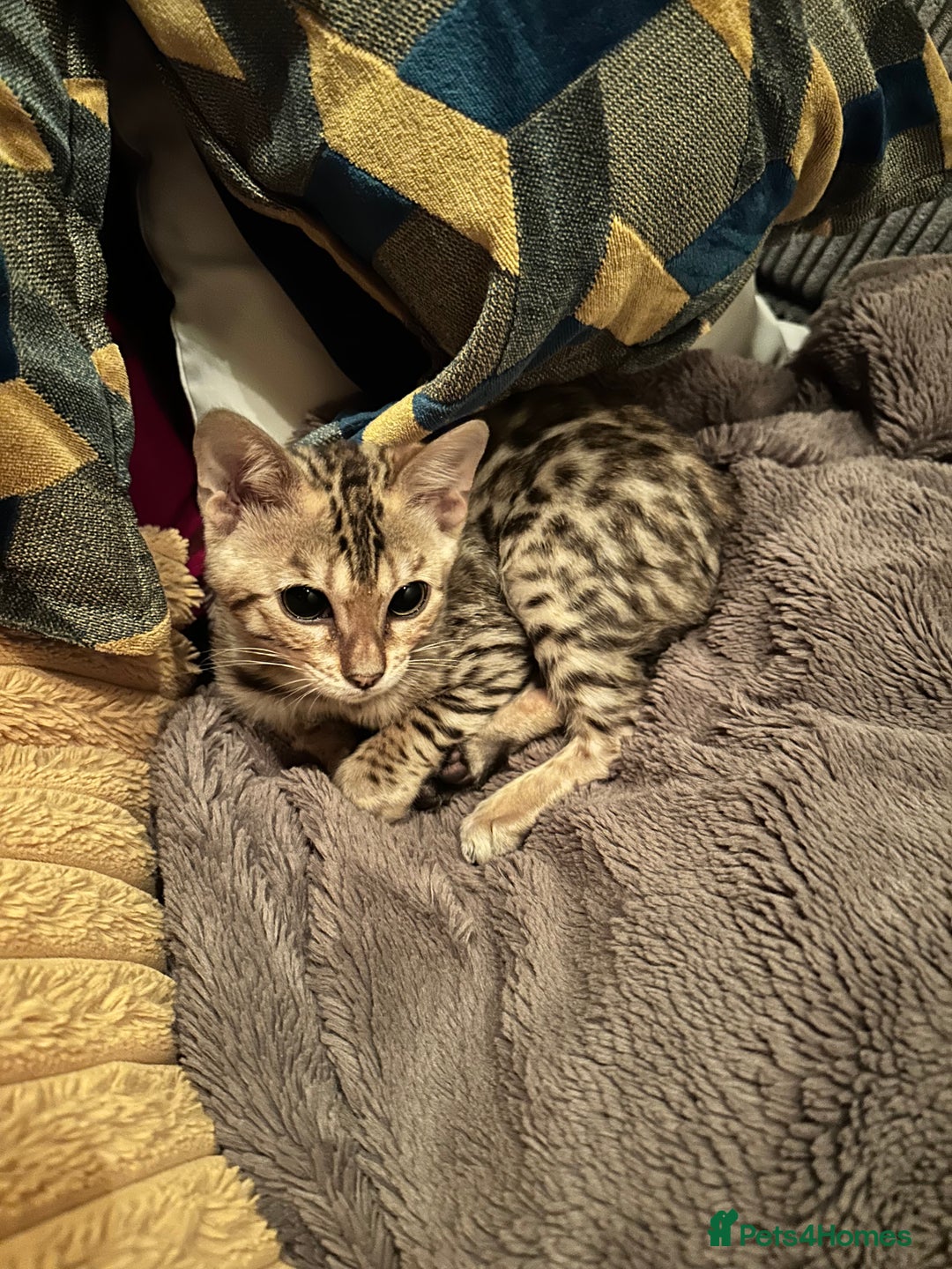 Bengal cats for sale: Beautiful Male TICA registered Bengal Kitten - Image 3
