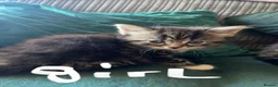 Mixed Breed cats for sale: Beautiful fluffy kittens ready for there new home - Advert 9