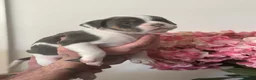 Mixed Breed dogs for sale: Beautiful litter  - Advert 3