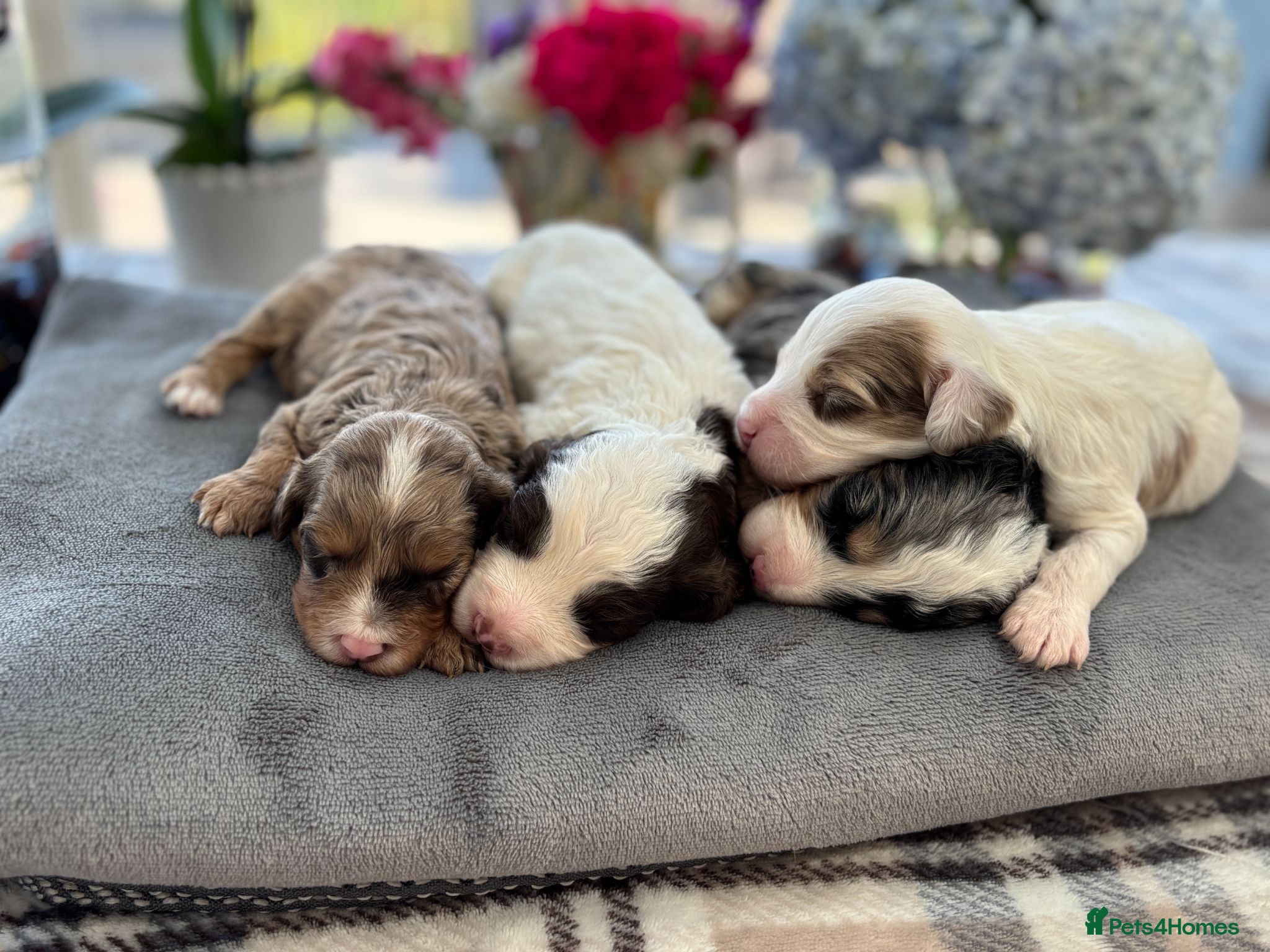 Cavapoo dogs ✨ Rare & Gorgeous F1 Cavapoos 🐾 Licensed - Advert 2