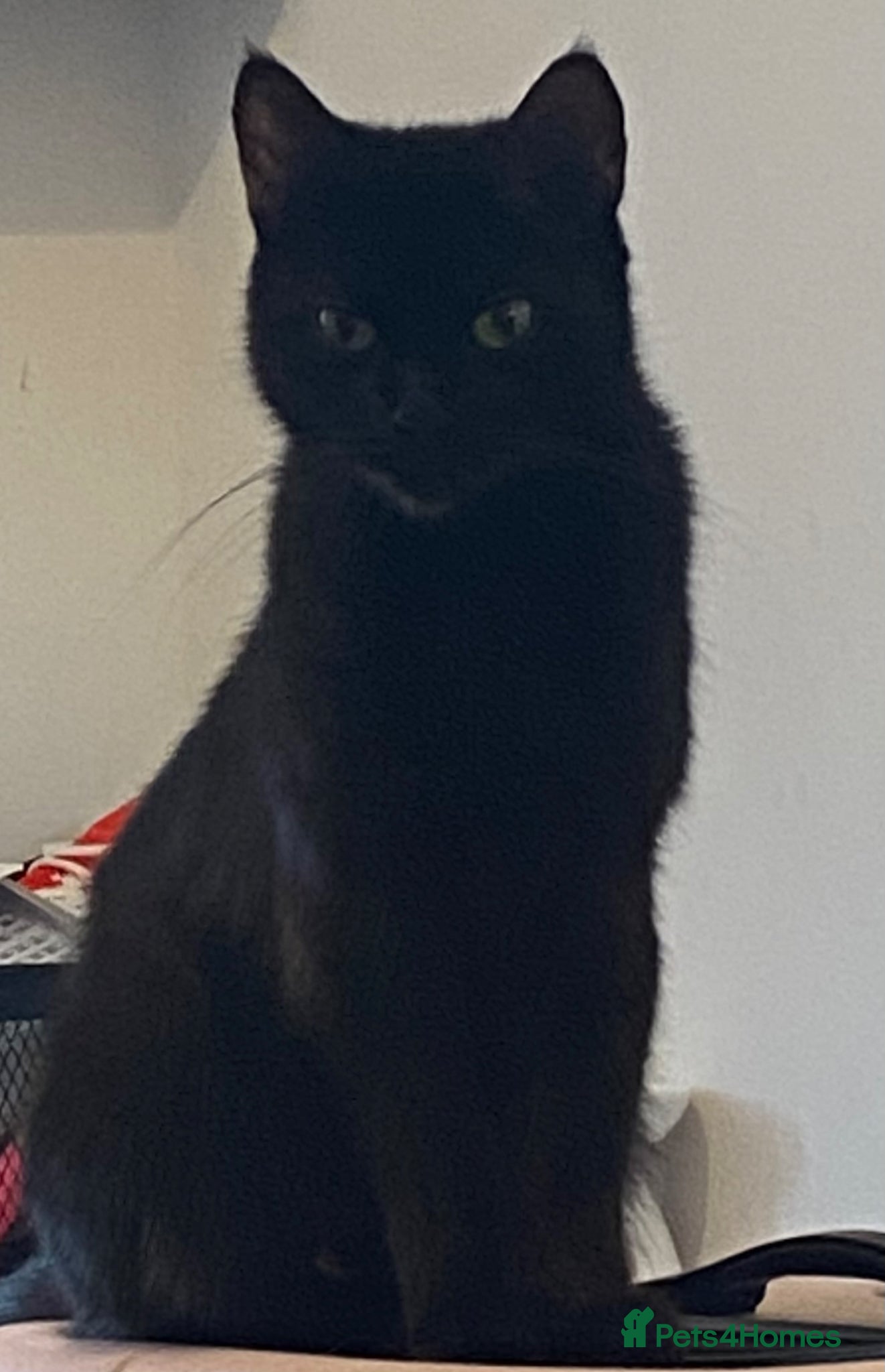 Mixed Breed cats 4 Black & White Kittens for sale - Advert 1