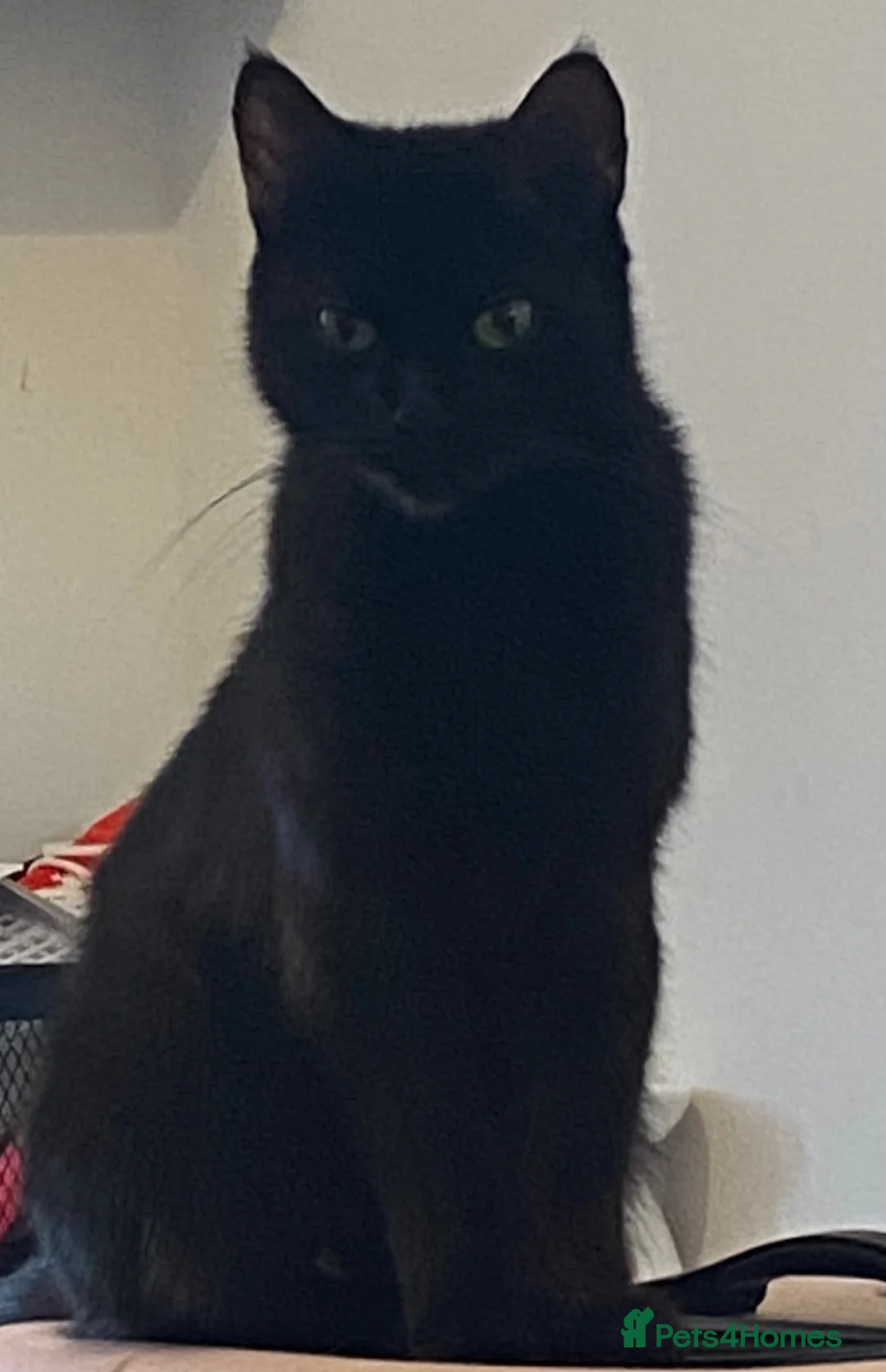 Mixed Breed cats for sale: 4 Black & White Kittens for sale - Advert 1