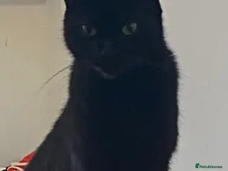 Mixed Breed cats 4 Black & White Kittens for sale - Advert 4