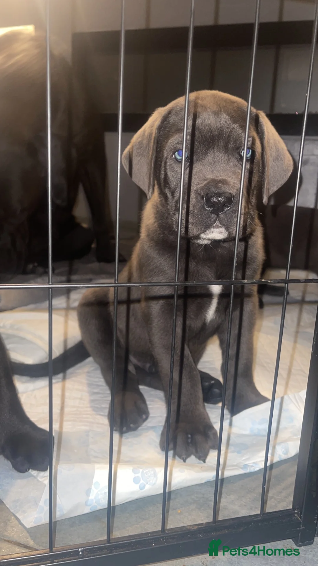Cane Corso dogs for sale: Beautiful cane corso puppies 2 girls 1 boy LEFT ! - Advert 2