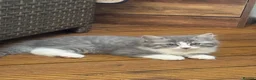 Ragdoll cats for sale: Mix breed kittens  - Advert 8
