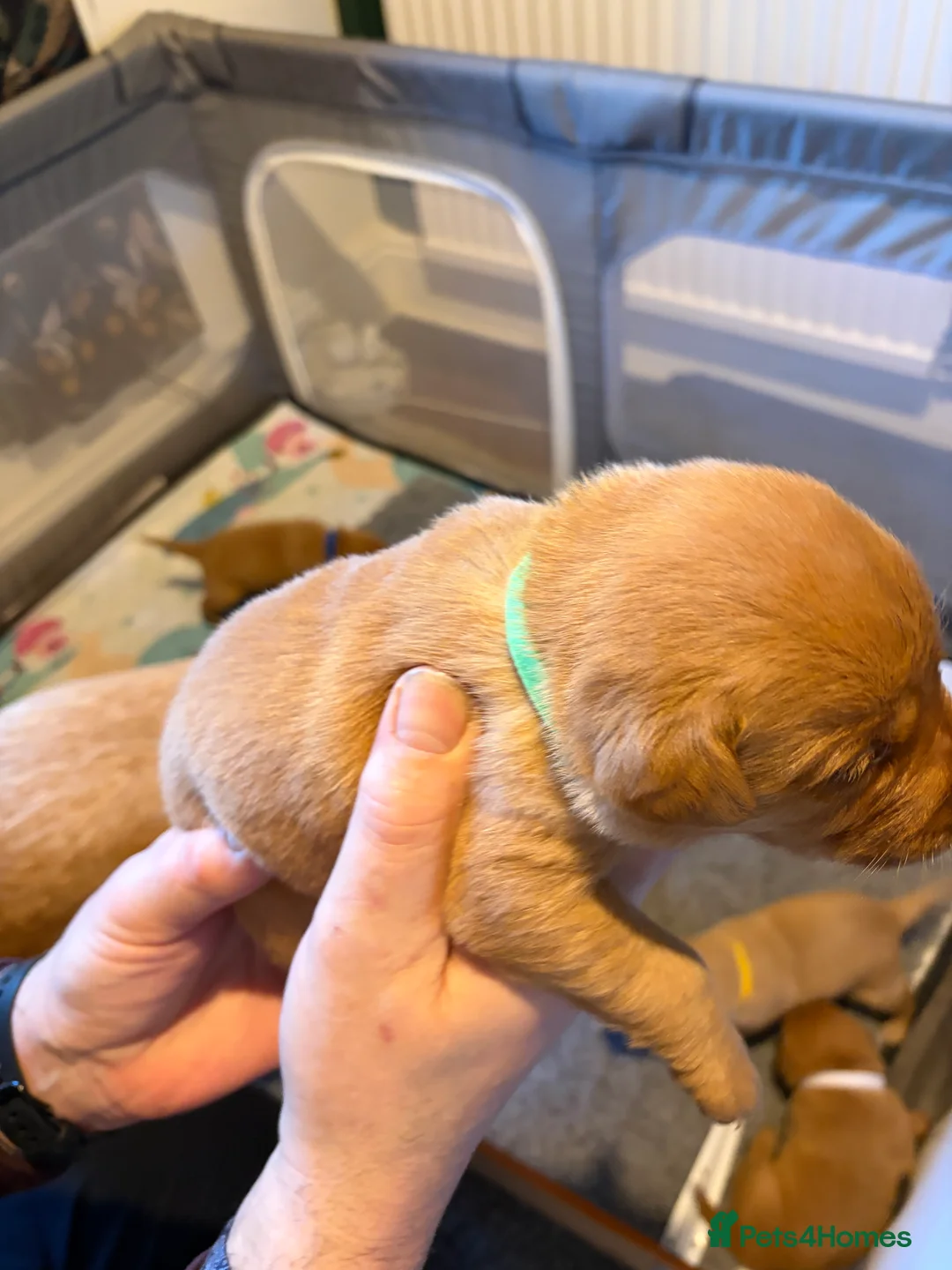 Labrador Retriever dogs for sale: Labrador  in Dorchester - Advert 19