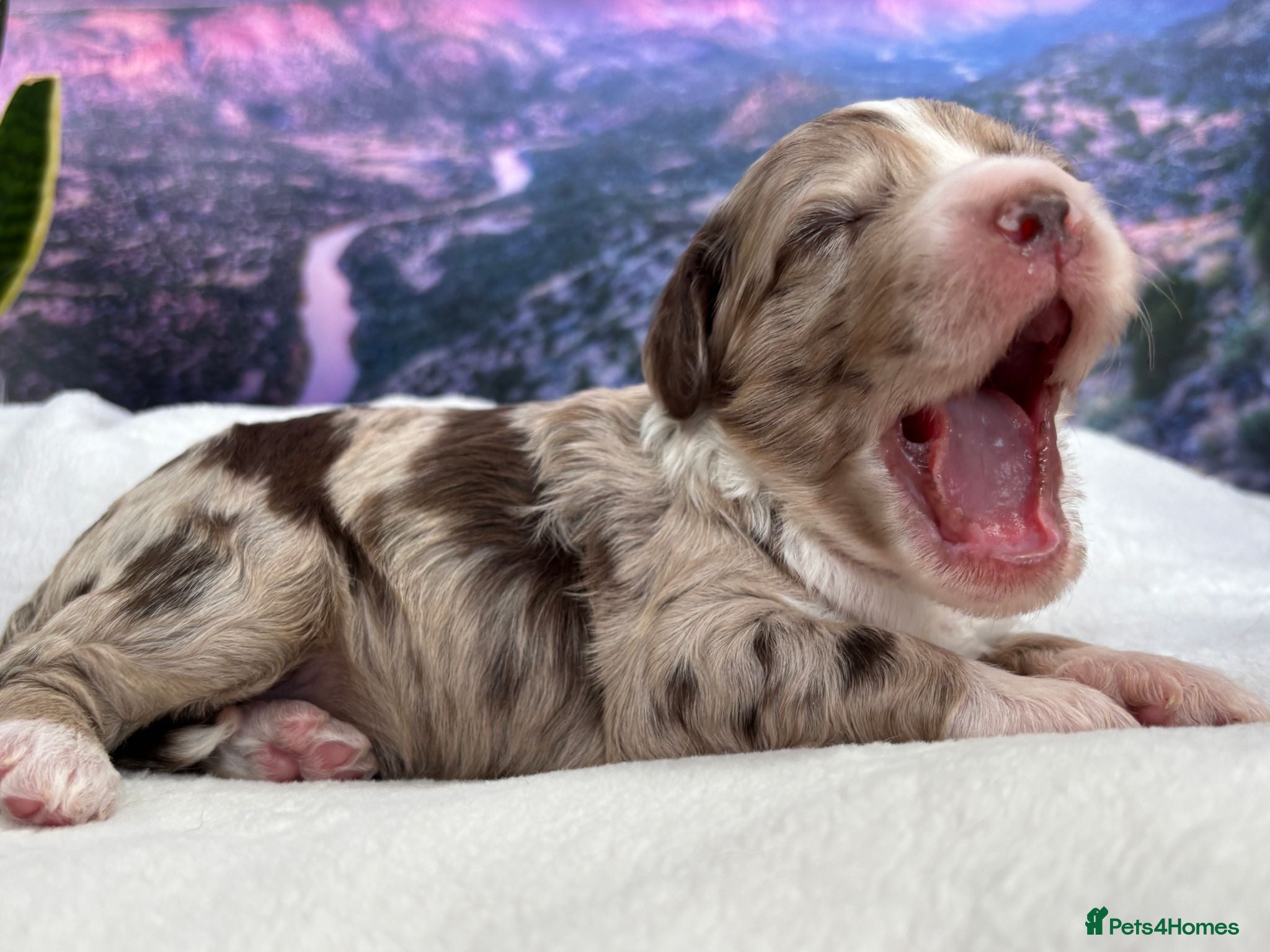 Sproodle dogs ✨RARE TRICOLOUR TUXEDO MERLE SPROODLES🐾❤️✨ TESTED - Advert 3