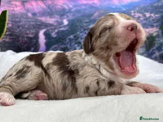 Sproodle dogs ✨RARE TRICOLOUR TUXEDO MERLE SPROODLES🐾❤️✨ TESTED - Advert 3