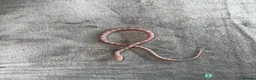 Corn Snake reptiles for sale: Baby Corn Snakes of various colours. in Hastings - Advert 11
