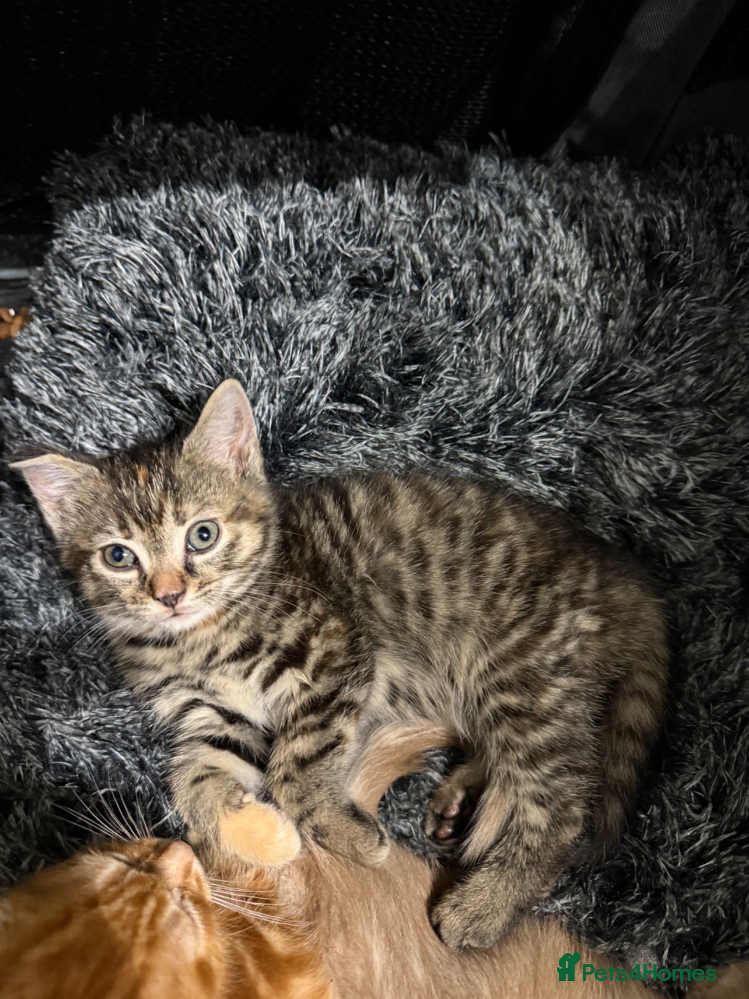 Maine Coon cats for sale: Beautiful Maine coone/British shorthair kittens  - Advert 6