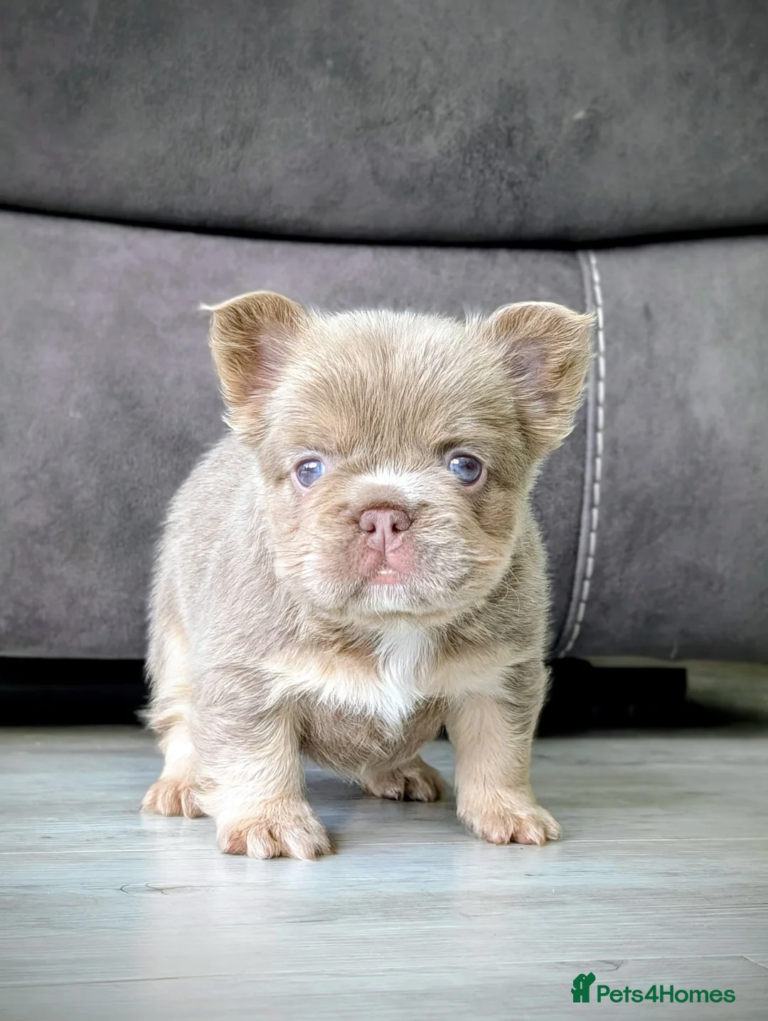 French Bulldog dogs for sale: 6 Amazing quality French bulldog pups - Advert 18