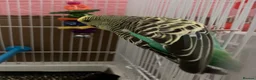 Budgerigars birds for sale: Pair of budgies and cage - Advert 4