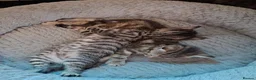 Mixed Breed cats for sale: Gorgeous Pure Tabby healthy kittens - Advert 10
