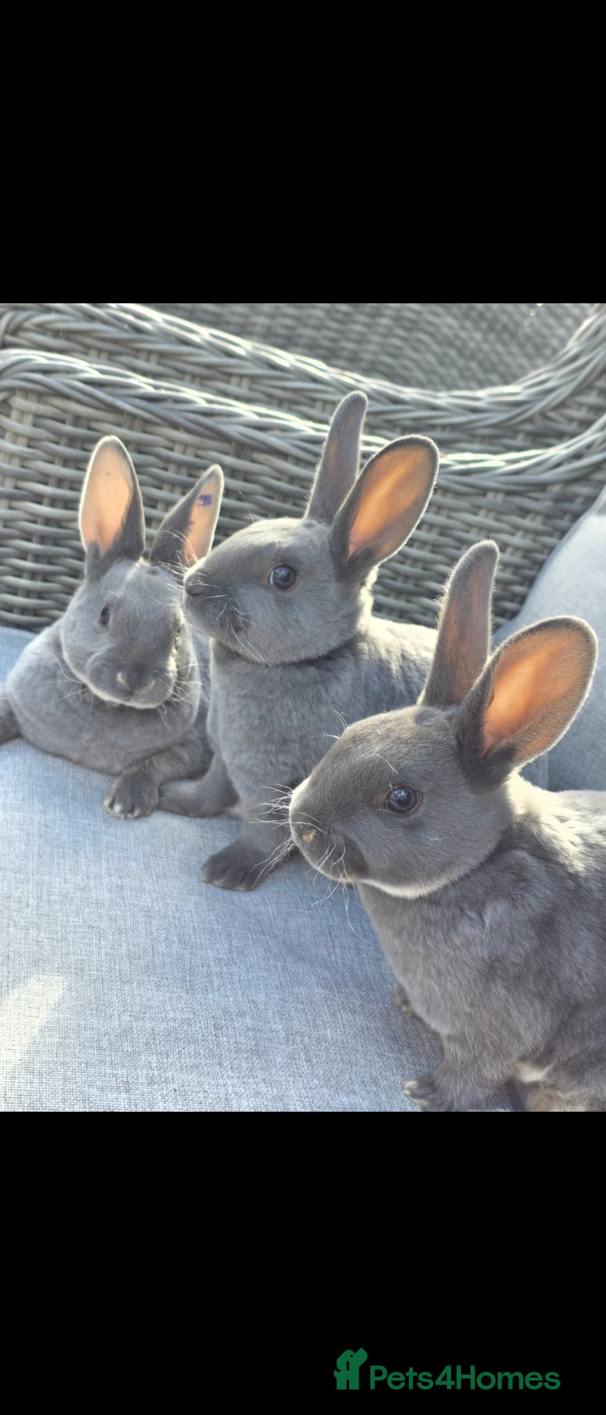 Rex rabbits Blue otter mini rex available to reserve  - Advert 5