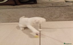 Scottish Fold cats for sale: 1 cutie cream folded girl & 1 straight cream  girl - Image 21