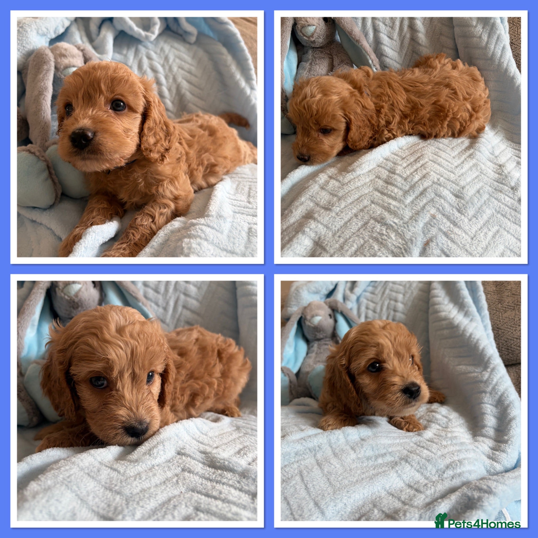 Cavapoo dogs Gorgeous F1B Cavapoo puppies - Advert 1