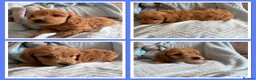 Cavapoo dogs for sale: Gorgeous F1B Cavapoo puppies - Advert 14