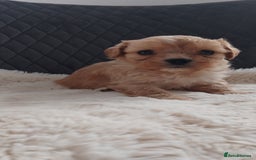 Cavapoo dogs for sale: Cavapoo pups ready to leave! - Image 24
