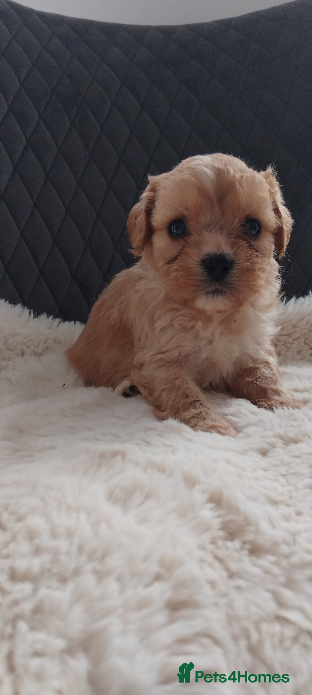 Cavapoo dogs for sale: Cavapoo pups ready to leave! - Image 24