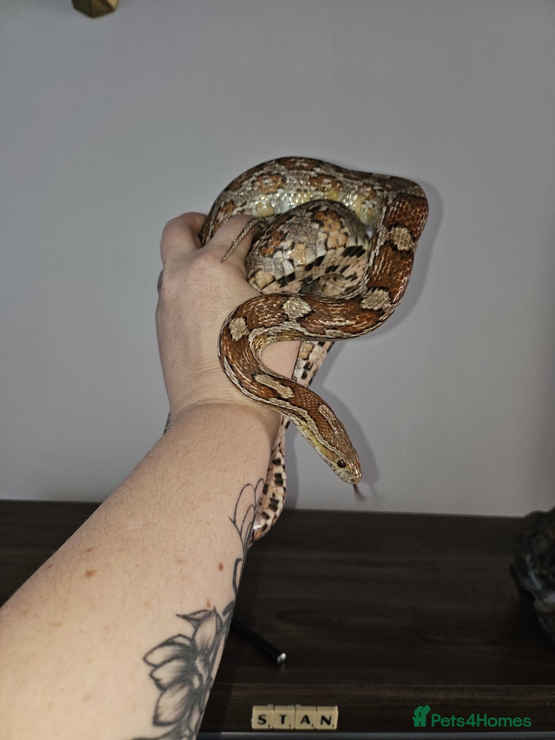 Corn Snake reptiles for sale: corn snake for sale viv and accessories included - Image 3