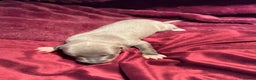 Whippet dogs for sale: 3 Stunning Whippet Boy's available  - Advert 21