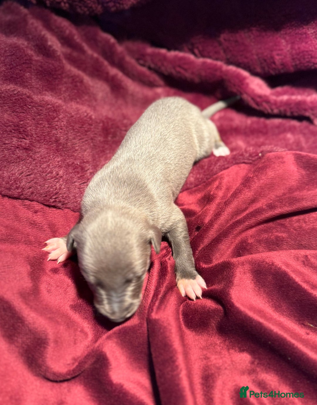 Whippet dogs for sale: 3 Stunning Whippet Boy's available  - Advert 21