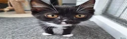 Mixed Breed cats for adoption: LEVI AND LOUISE - Advert 3
