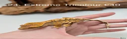 Gecko reptiles for sale: Stunning Mixed Morph Crested Gecko Babies! - Advert 21