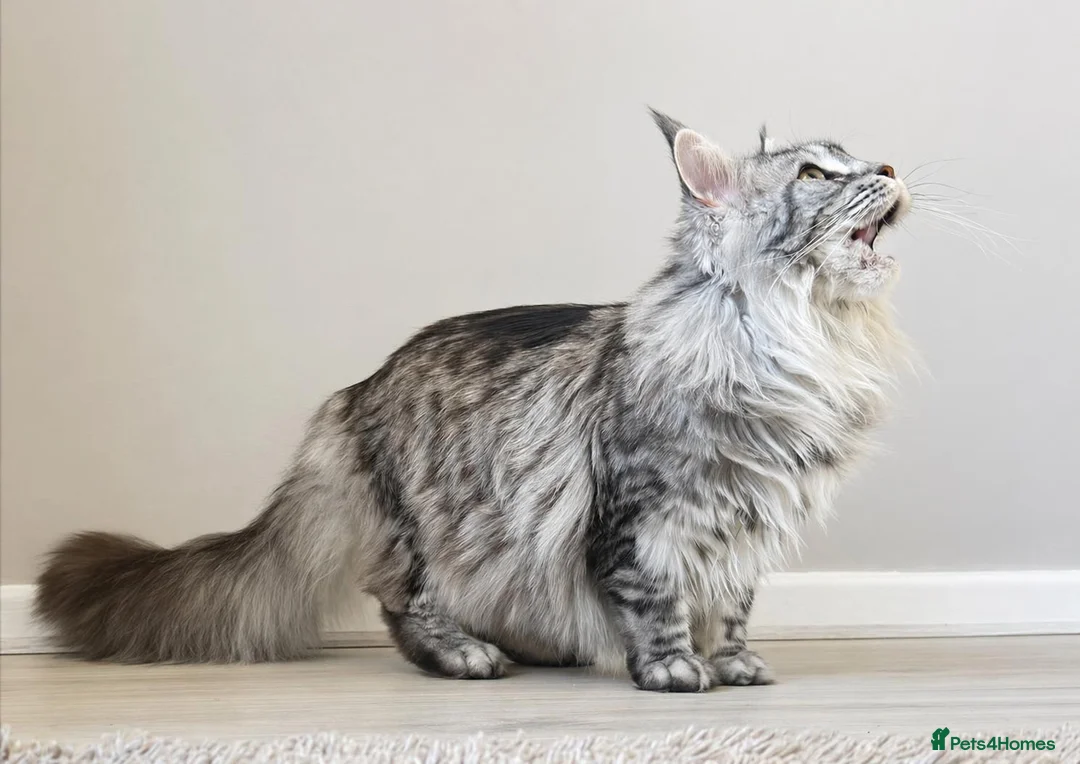Maine Coon cats for sale: Stunning GCCF & TICA Registered Maine Coon - Advert 4