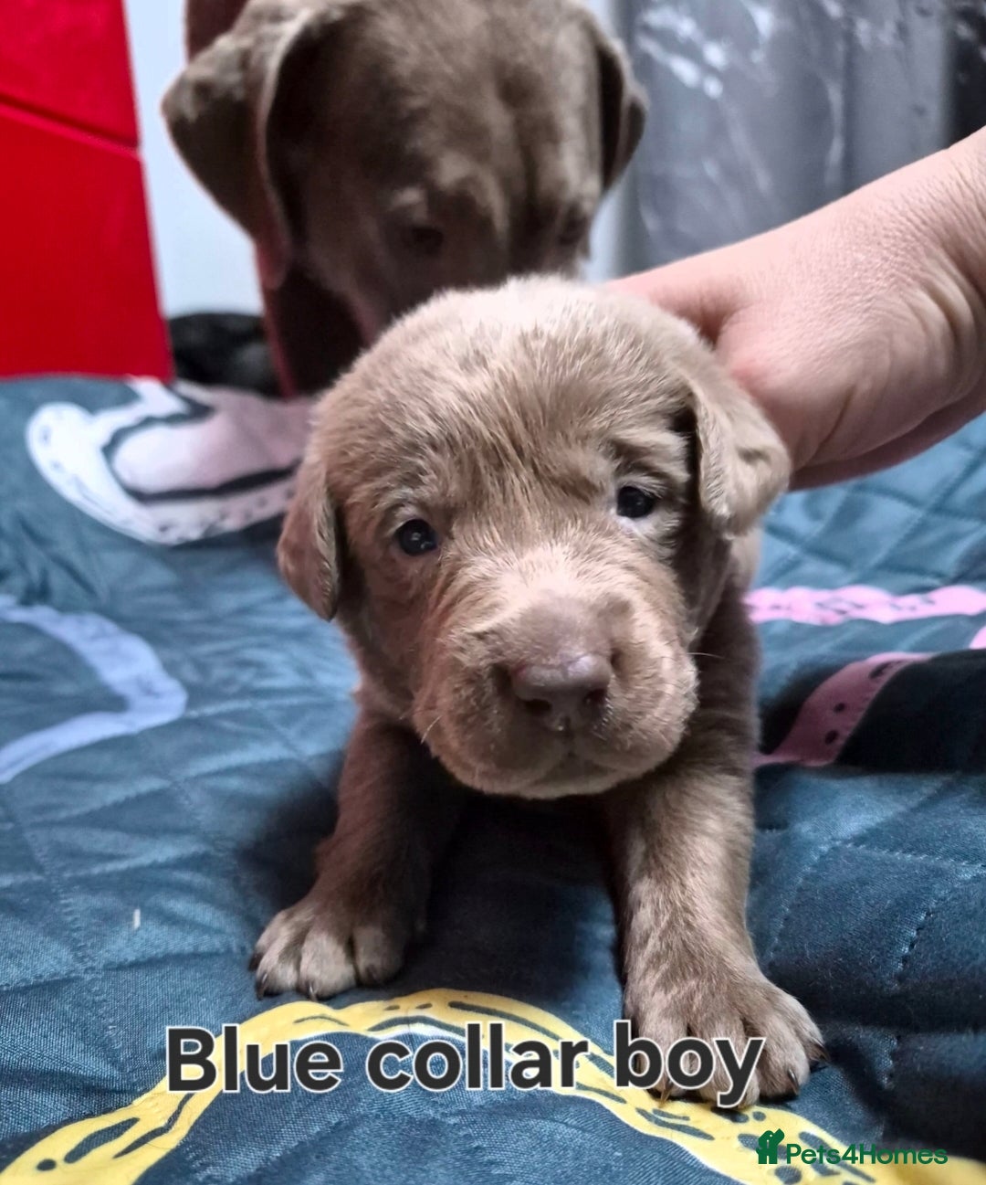 Labrador Retriever dogs for sale: 💎 Stunning Litter of 8 Silver Labradors 💎 - Advert 10