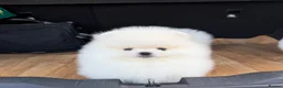 Pomeranian dogs for sale: Beautiful White/Cream Pomeranian Puppies - Advert 3