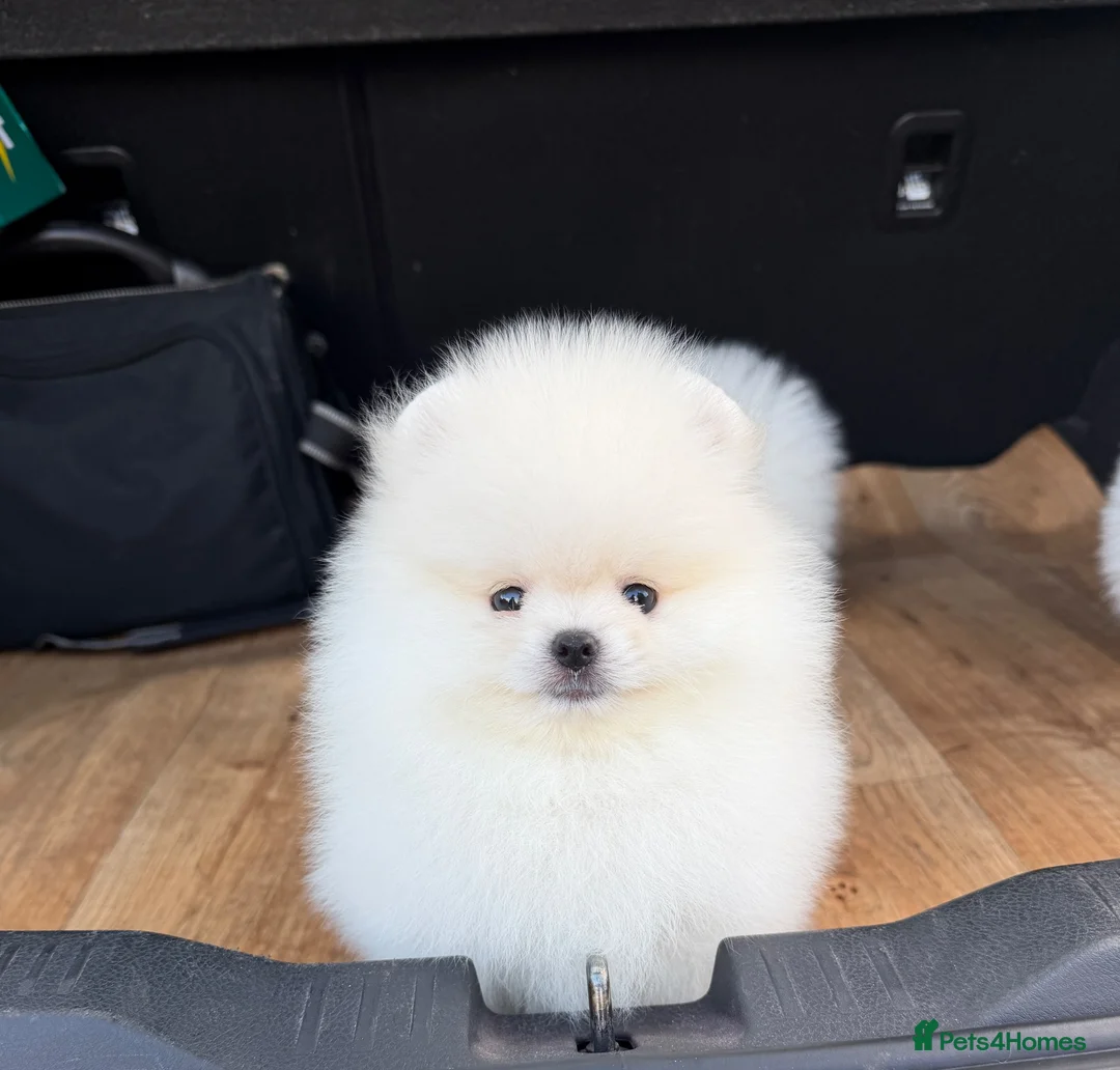 Pomeranian dogs for sale: Beautiful White/Cream Pomeranian Puppies - Advert 14