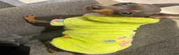 Russian Toy Terrier dogs for sale: Beautiful Russian Toy Girl – 8 Months Old - Advert 6