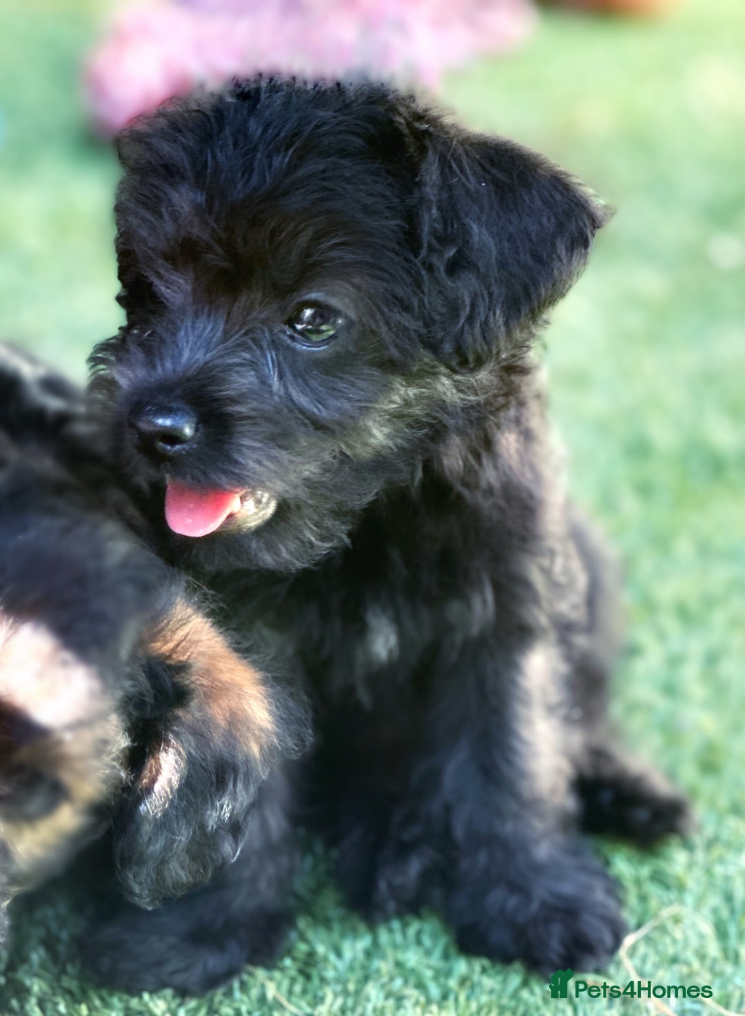 Border Terrier dogs for sale: Stunning Border Teddy boy avaiable - Image 2