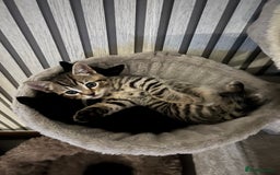 British Shorthair cats for sale: 🐾✨British Shorthair × Silver Tabby Kittens✨🐾 - Image 17