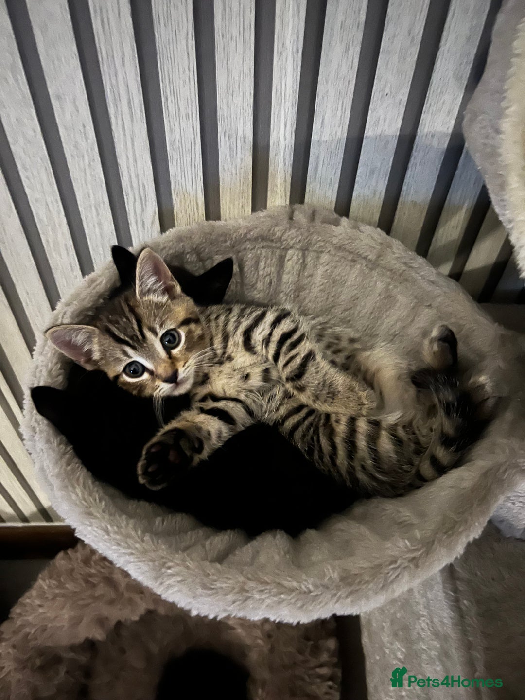 British Shorthair cats for sale: 🐾✨British Shorthair × Silver Tabby Kittens✨🐾 - Image 17