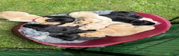 Labrador Retriever dogs for sale: KC Registered Labrador Puppies - Advert 4