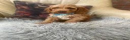 Cockapoo dogs for sale: F1 Cockapoo pups - Advert 4